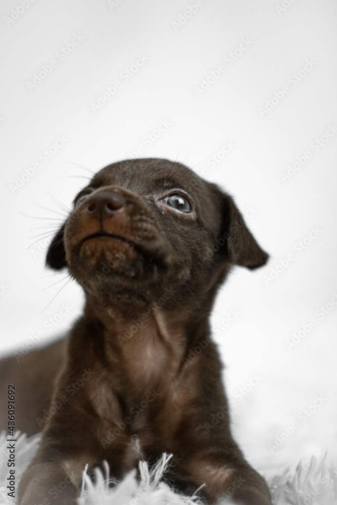 Naklejka premium cute brown puppy on white background 