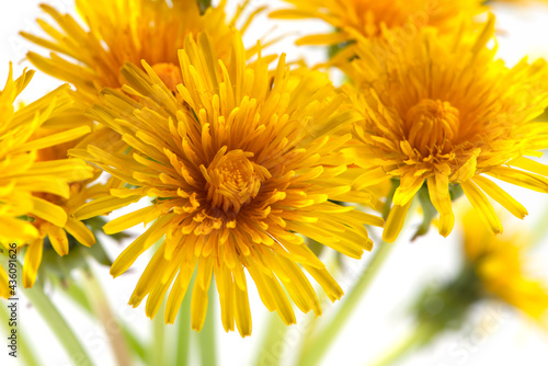 Dandelion  Taraxacum  close up isolated on light background.