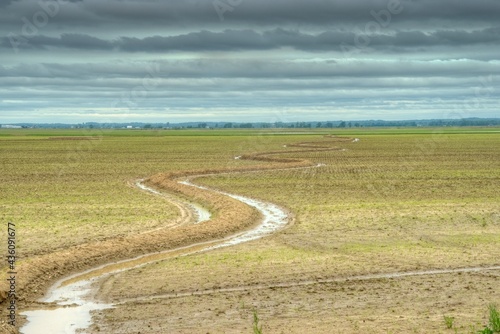 Sinuous dyke in ricefield