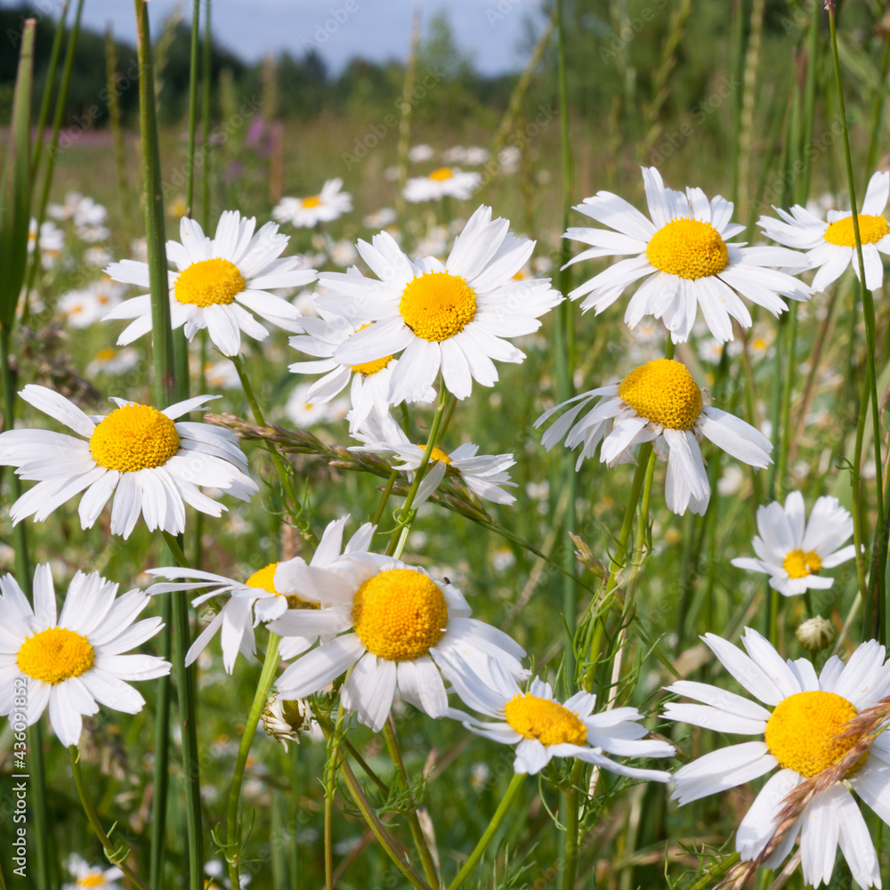 Fototapeta premium Blossoming meadow chamomiles with white petals close up