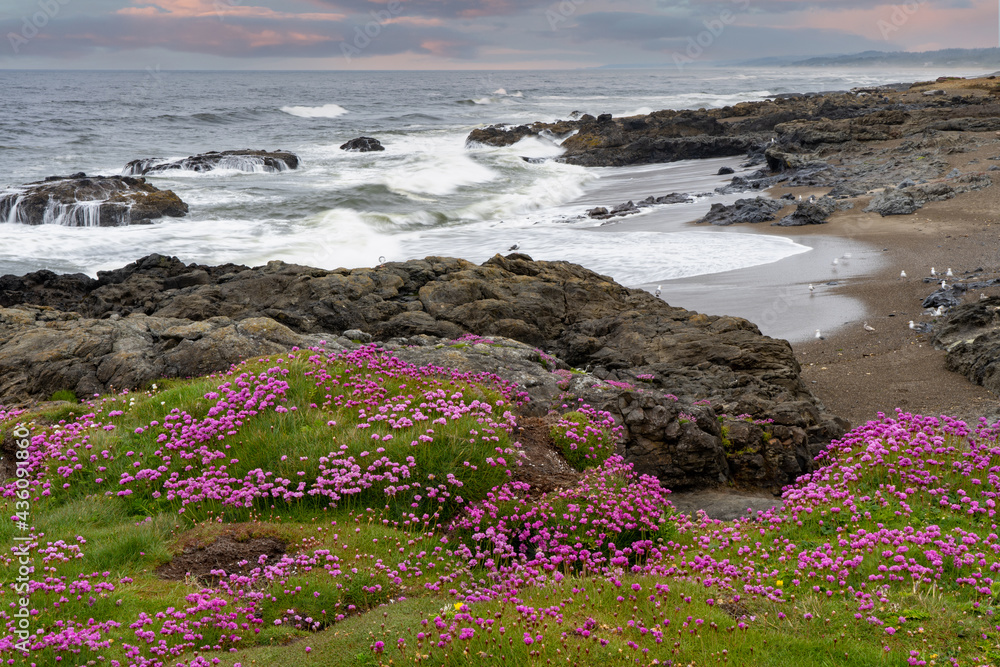 Oregon coast scene near Yachats with sea thrift in forground. Variously called armeria maritima, the thrift, sea thrift or sea pink, it is a species of flowering plant in the family Plumbaginaceae.