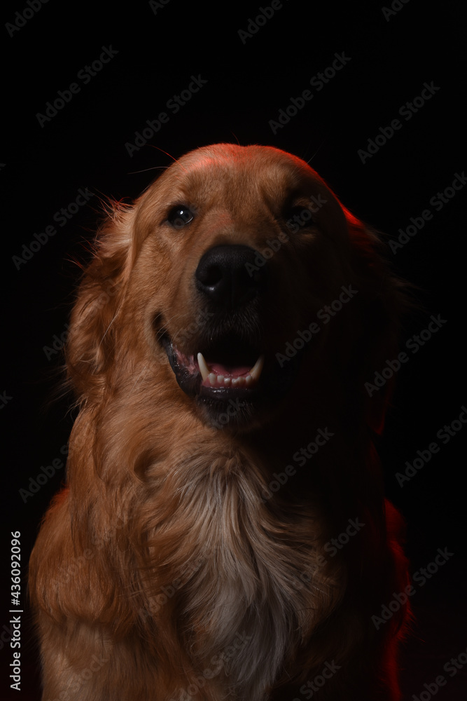 golden retriever dog portrait golden retriever dog portrait