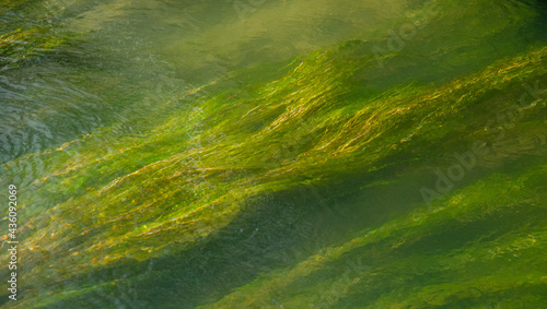 Top view of green underwater algae - for backgrounds and textures