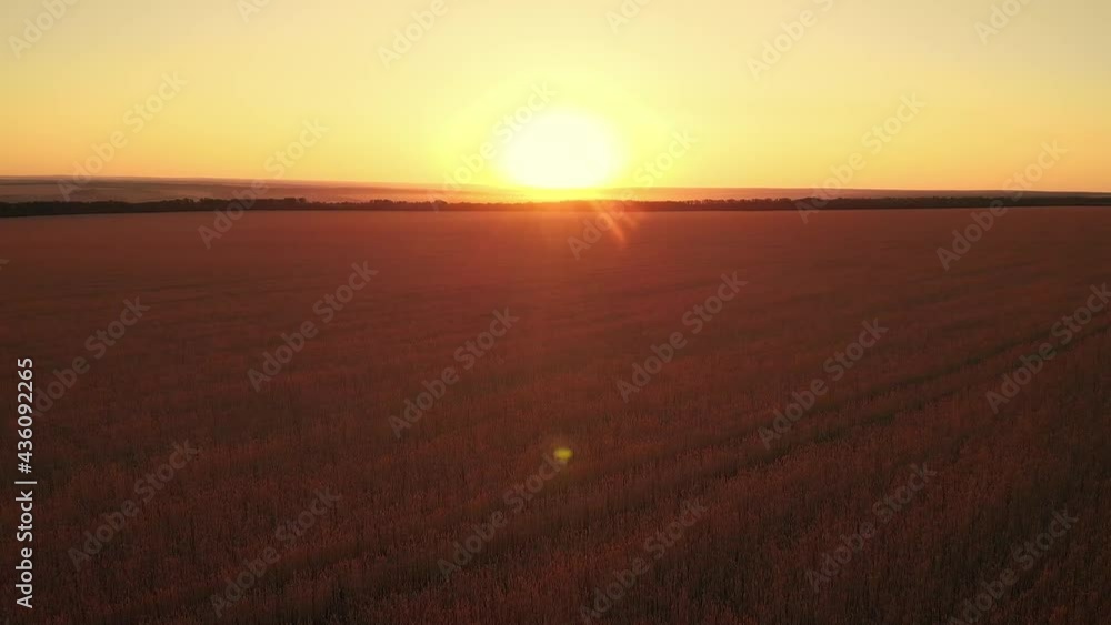 Field of wheat at sunset. Camera is moving from down to up revealing horizon and yellow sun. Aerial shot Field of wheat at sunset. Camera is moving from down to up revealing horizon and yellow sun. Aerial shot