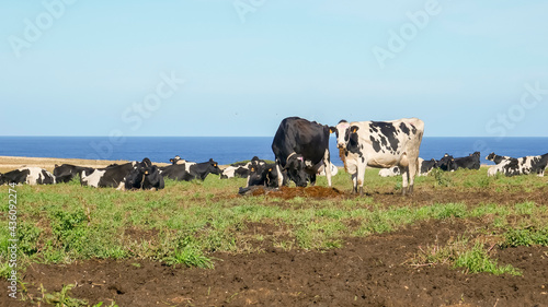 cows graze on green grass against the backdrop of the Atlantic Ocean