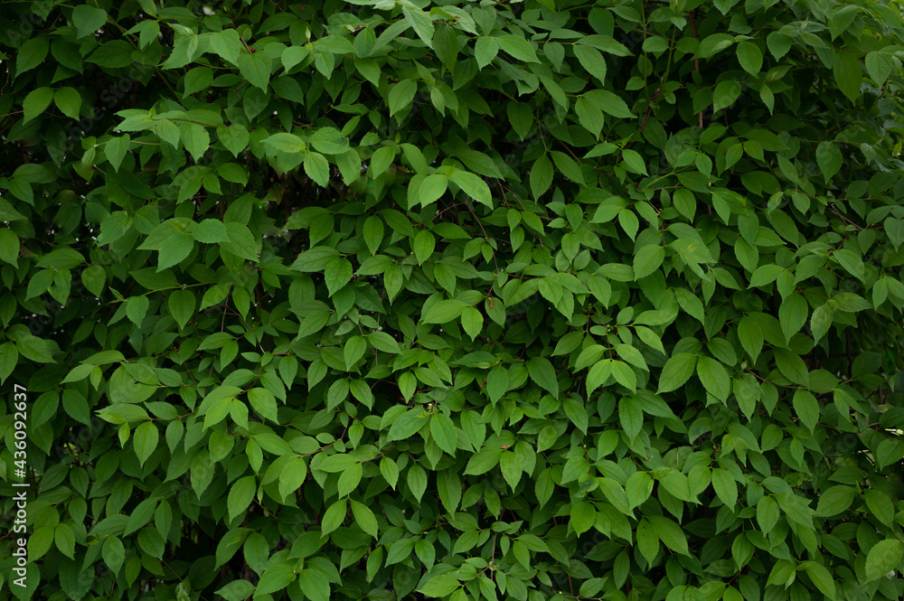 Beautiful background of dense fresh leaves Beautiful background of dense fresh leaves