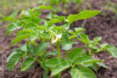 Wallpaper Mural Blooming potatoes. Bushes of a plant with white small flowers. Valuable agriculture in the food industry Torontodigital.ca