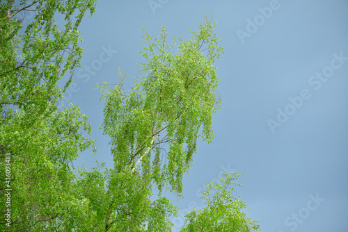 Fototapeta Naklejka Na Ścianę i Meble -  brzoza na burzowym tle