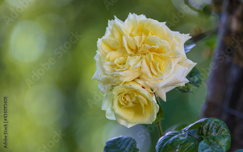 Yellow roses growing in the...