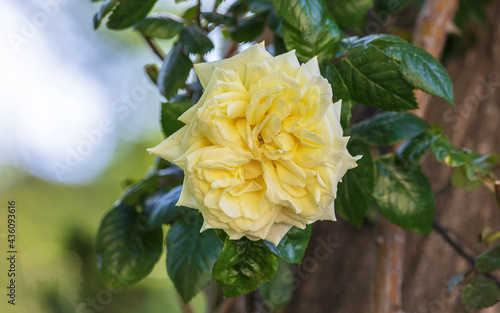 Yellow roses growing in the...
