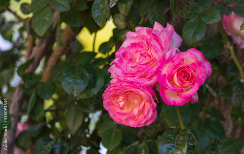 Pink roses growing in the park