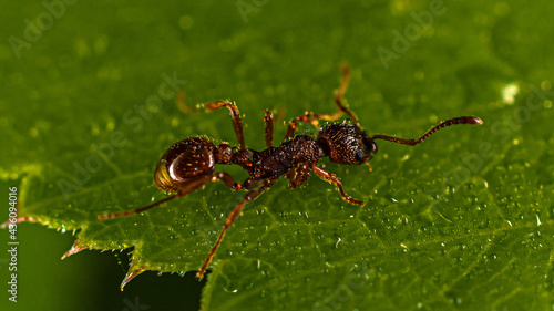  ant on a leaf with water drops