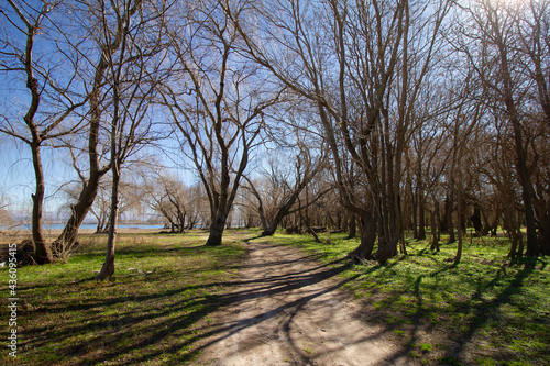 Dry tree in winter day