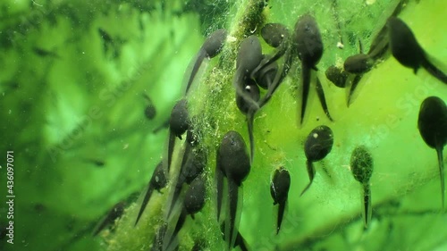 A underwater close up shot of tadpoles scurry around a green branch in a German pond