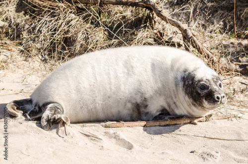 A new born white grey seal baby relaxing at the beach, Ventpils, Latvia. photo