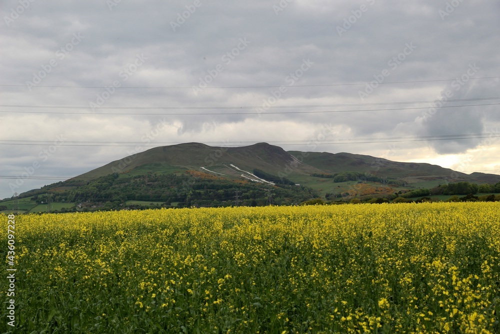 Rapeseed Field and the Pentland Hills in Edinburgh Scotland 