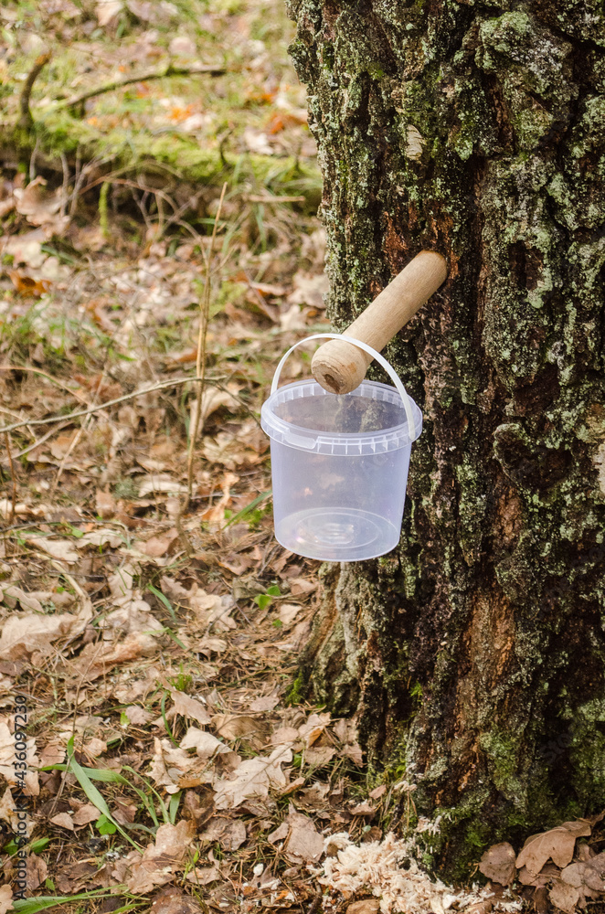 Fototapeta premium Collecting birch tree juice by wooden pipe in a little plastic bucket. 