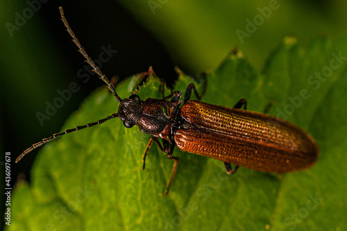 brown beetle © Alex