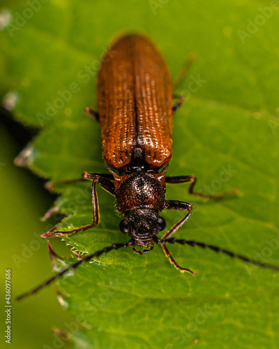  brown beetle on the grass © Alex