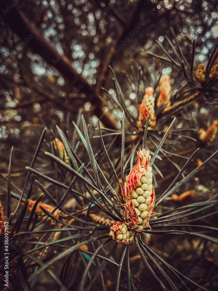 Pine branch with bud