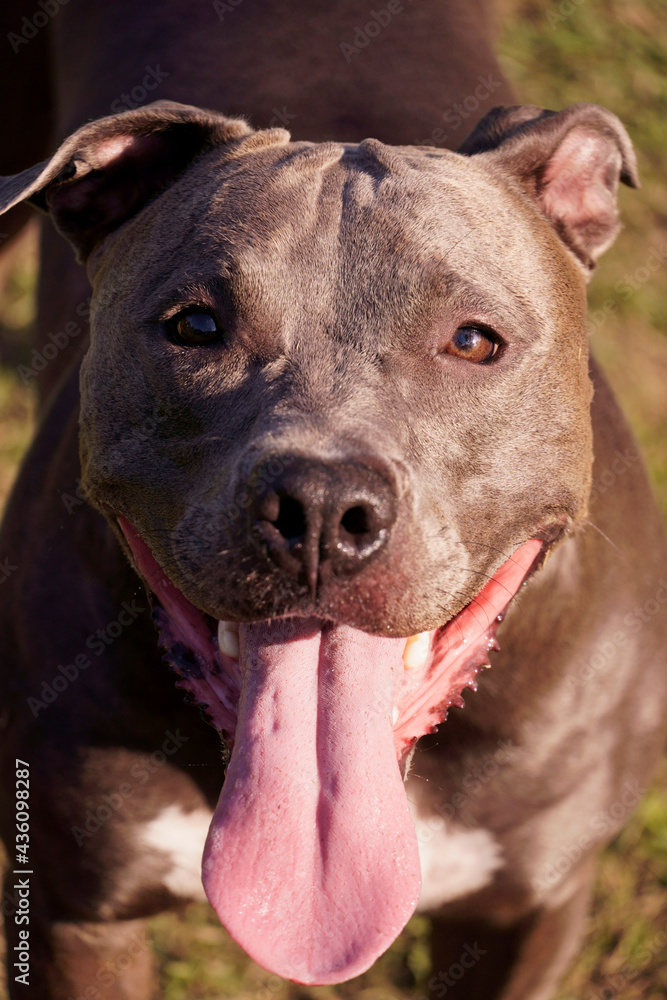 Close up of Pitbull dog looking into the lens. Pit bull playing in the dog park. Selective focus.