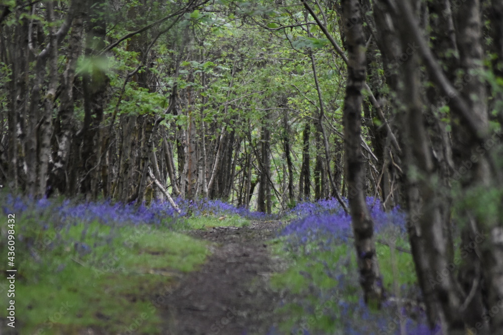 Fototapeta premium forest in spring
