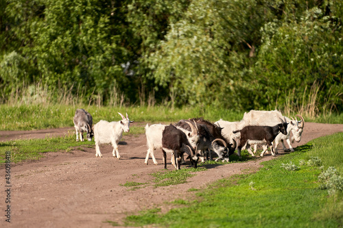  Rural landscape. A herd of goats independently returns from the pasture to the stable, crosses a dirt road. Selective focus.