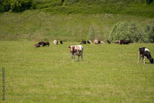 Grazing season. Cows and sheep graze in the meadow. Selective focus.