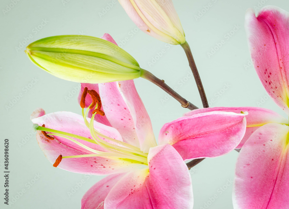 Fototapeta premium Pink lily flowers on rustic wooden background with copy space