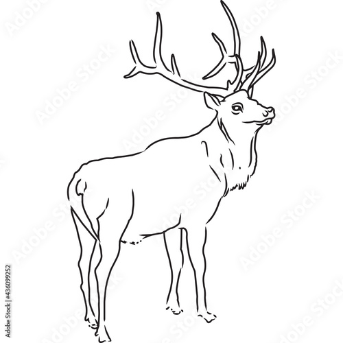 Hand Sketched, Hand Drawn Elk Vector