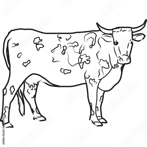 Hand Sketched, Hand Drawn Florida Cracker Cow Vector