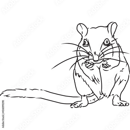 Hand Sketched, Hand Drawn Gerbil Vector
