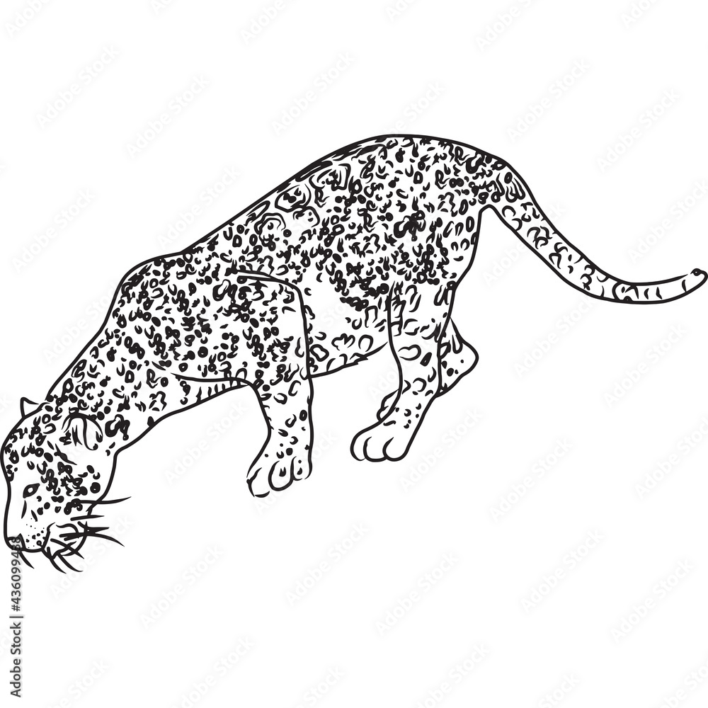 Fototapeta premium Hand Sketched, Hand Drawn Jaguar Vector