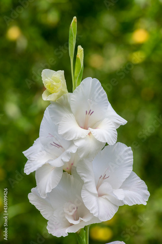 Fotografia, Obraz Gladiolus grandiflorus alba white big large flowers in bloom on tall stem, beaut
