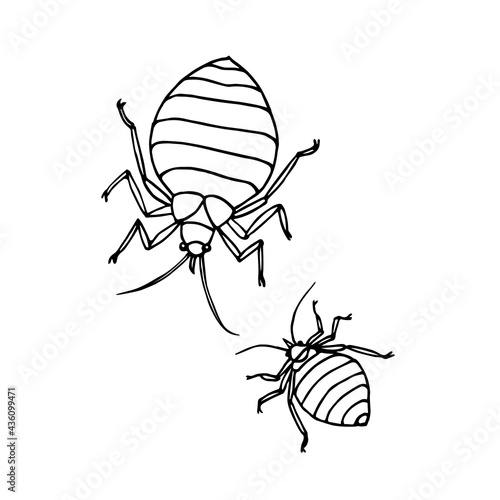 a pair of bed bugs, beetle, parasite insect, symbol of unsanitary conditions, vector illustration with black ink contour lines isolated on a white background in a doodle and hand drawn style