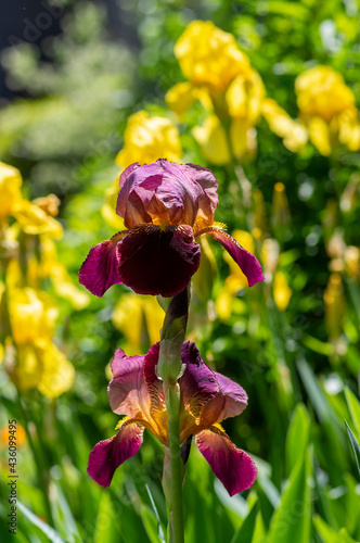 Iris germanica ornamental flowers in bloom, beautiful tall flowering Siberian flag plants in garden