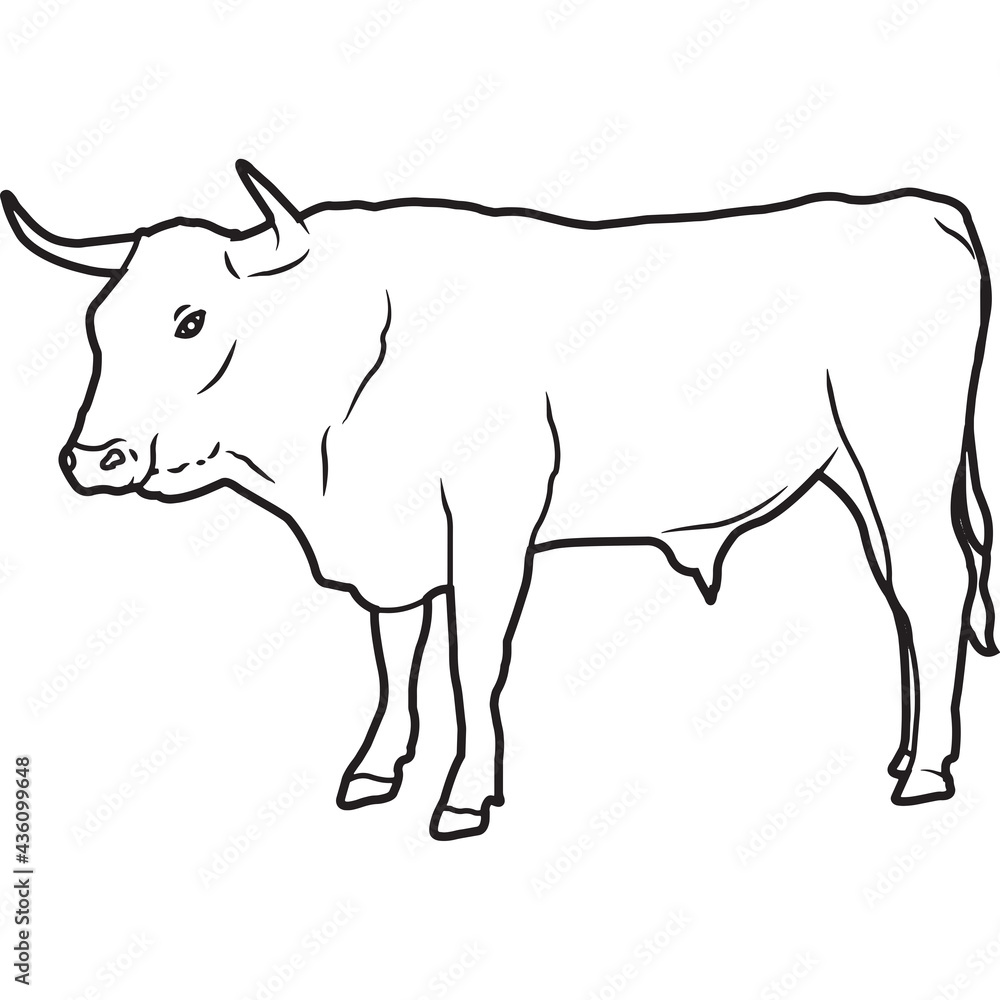 Hand Sketched, Hand Drawn Corriente Cow Vector Hand Sketched, Hand Drawn Corriente Cow Vector