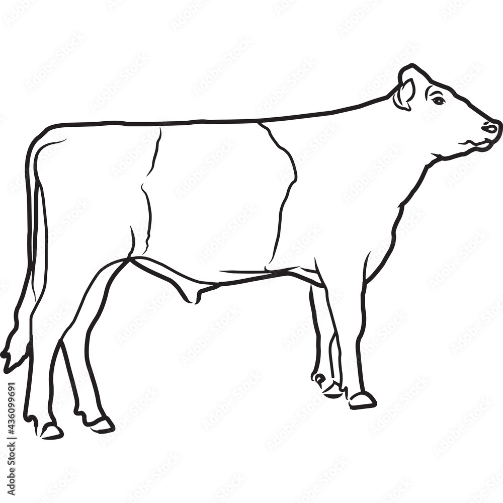 Hand Sketched, Hand Drawn Dutch Belted Cow Vector