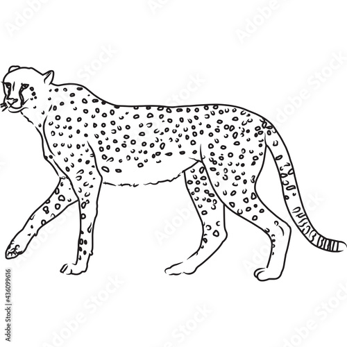 Hand Sketched  Hand Drawn Cheetah Vector
