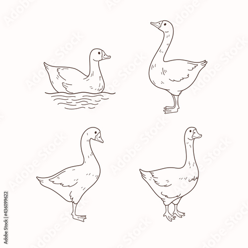 Domestic fowl. Cartoon goose illustration. Vector contour illustration of  goose.