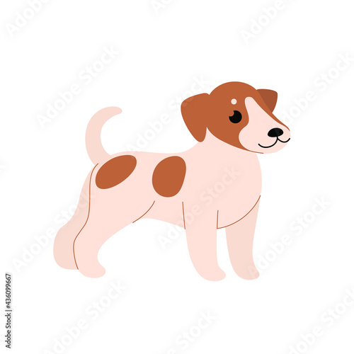 Jack russell terrier. Cute dog character. Vector illustration in cartoon style for poster  postcard.