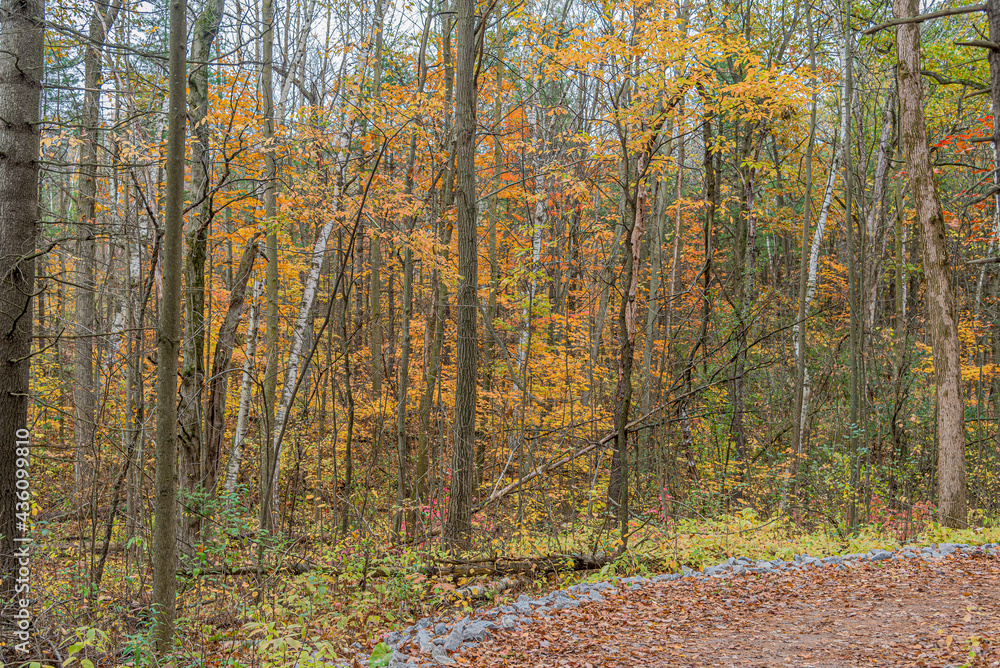 Fototapeta premium Fall time in park