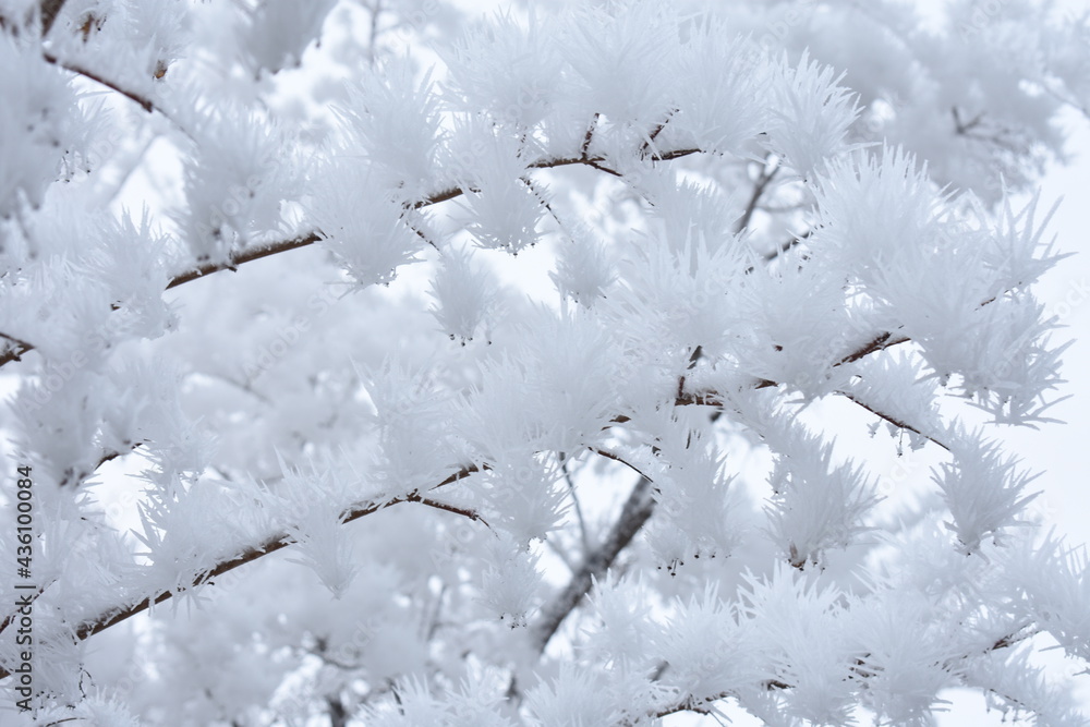 Branches Covered in Frost