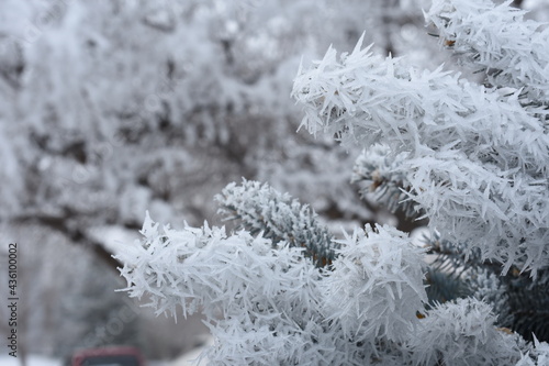 Branches Covered in Frost