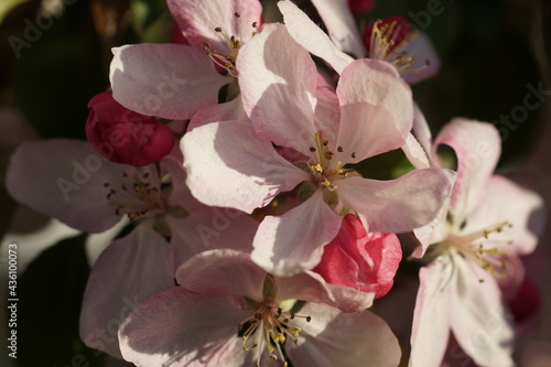 pink orchid flowers