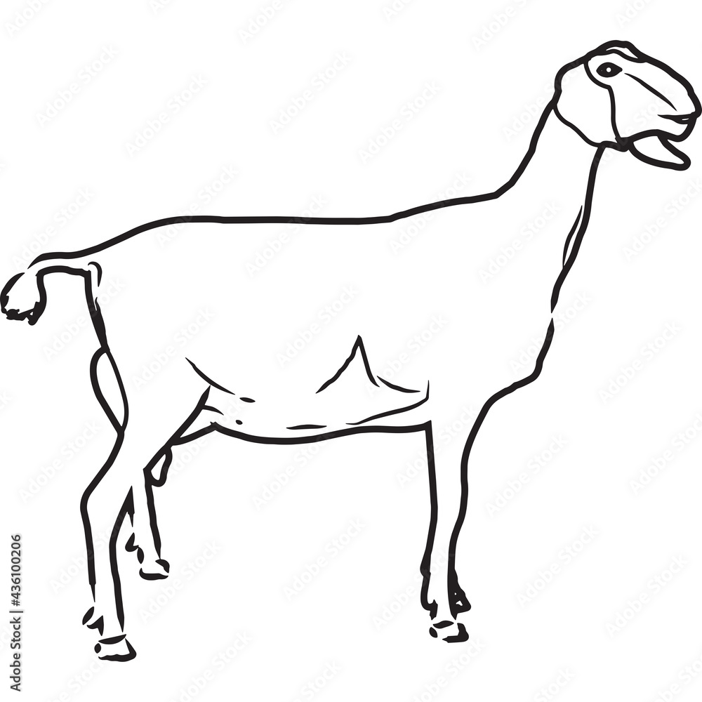 Hand Sketched, Hand Drawn Nubian Goat Vector Hand Sketched, Hand Drawn Nubian Goat Vector