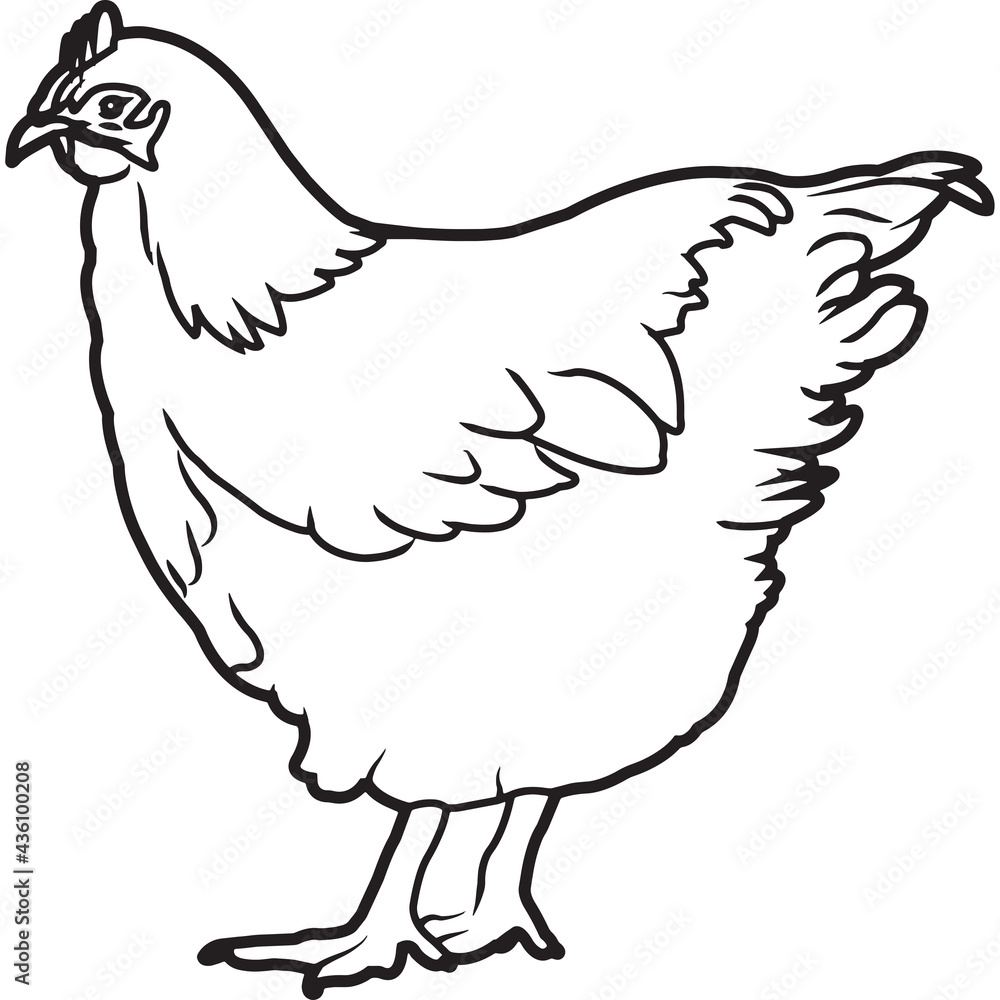 Fototapeta premium Hand Sketched, Hand Drawn Orpington Chicken Vector