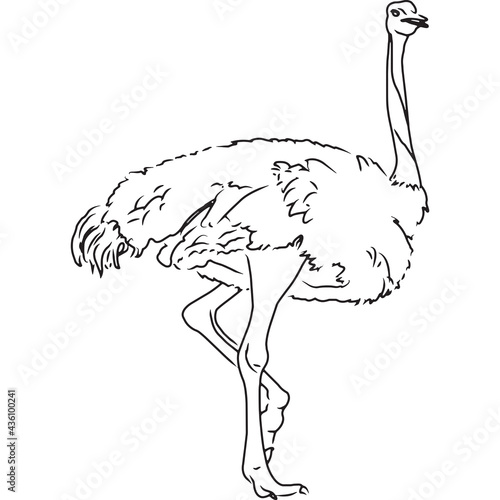 Hand Sketched, Hand Drawn Ostrich Vector