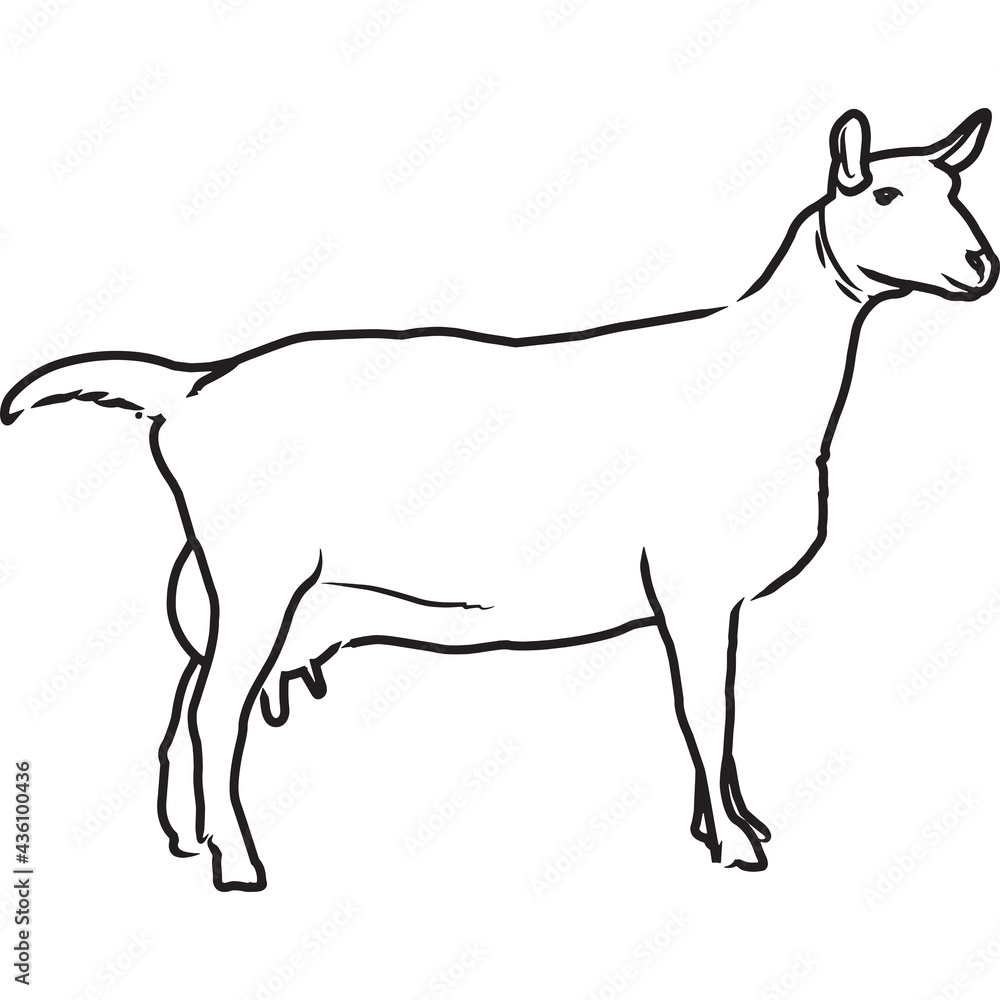 Hand Sketched, Hand Drawn Saanen Goat Vector
