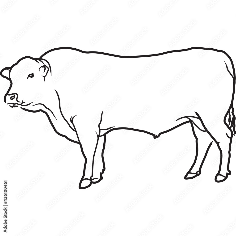 Obraz premium Hand Sketched, Hand Drawn Senapol Cow Vector